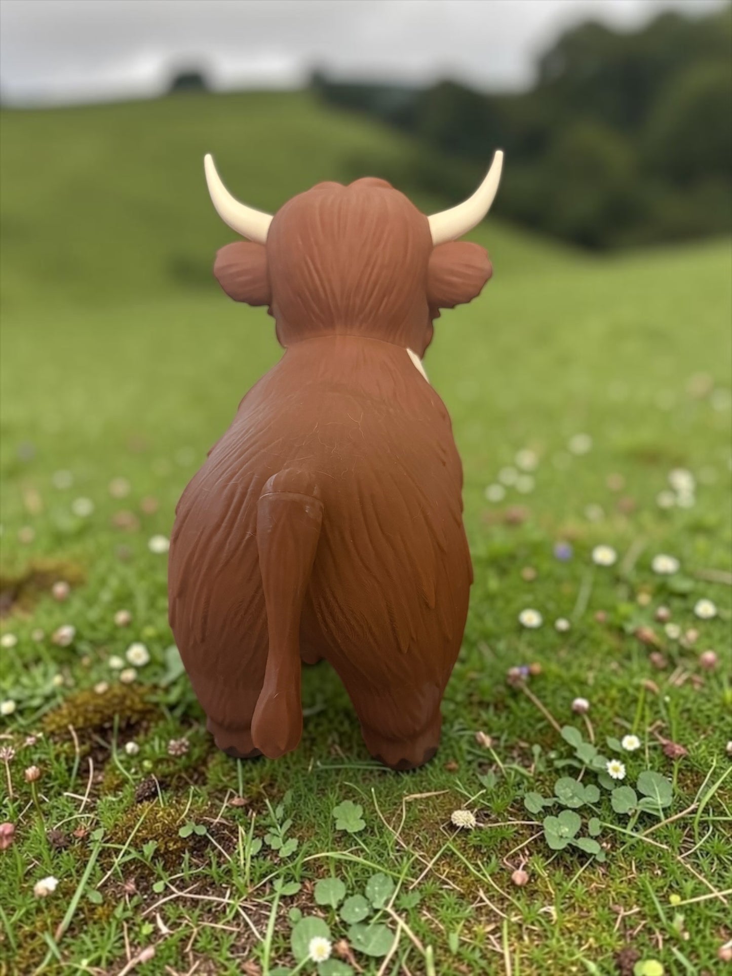 Standing Highland Cow